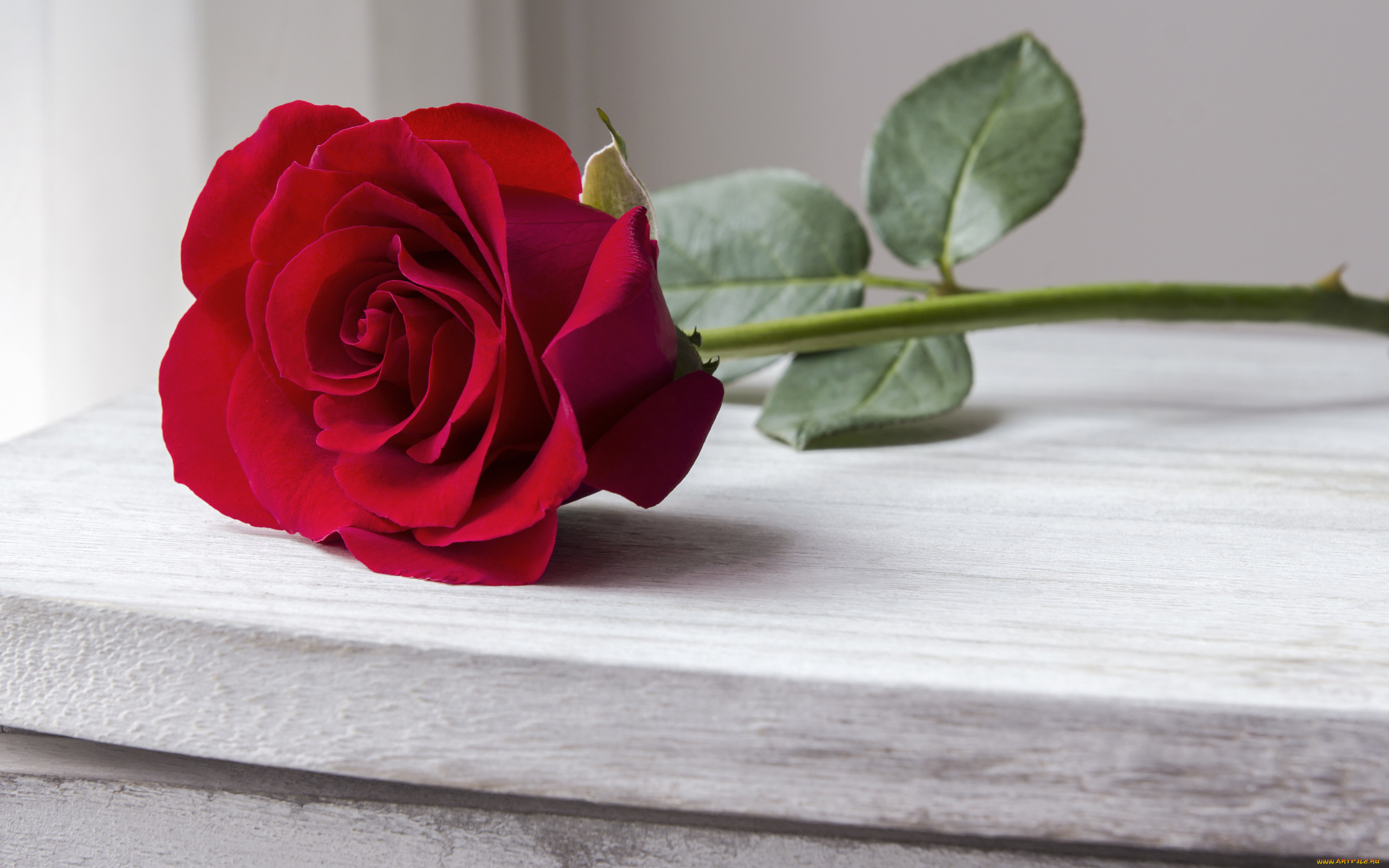 , , , red, bud, , , romantic, wood, beautiful, rose